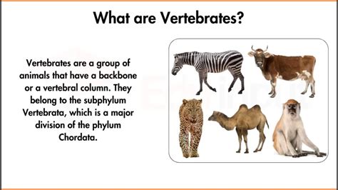 what is a vertebrate|Vertebrates Meaning .